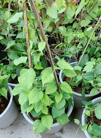 Công dụng của lá giang