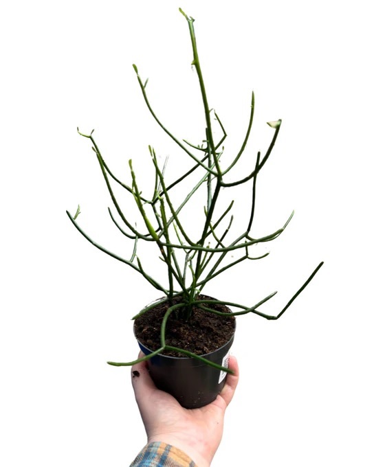 Cây giao - xương cá