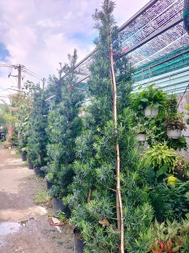 ý nghĩa của cây tùng vạn niên