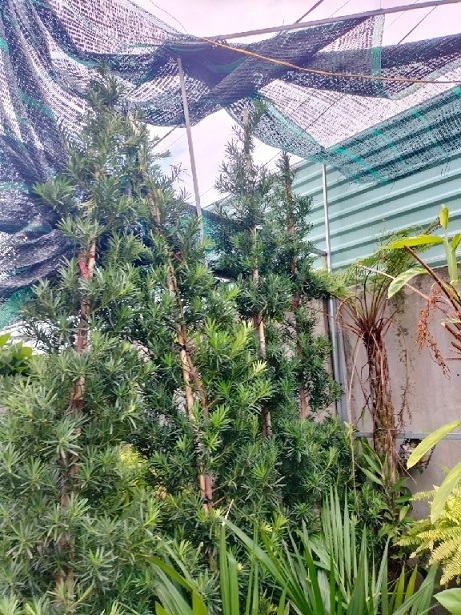 ý nghĩa của cây tùng vạn niên