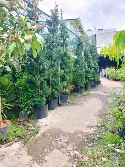 ý nghĩa của cây tùng vạn niên