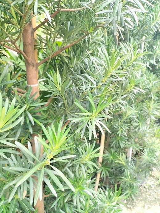 ý nghĩa của cây tùng vạn niên