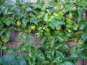 Top những cây ăn trái dây leo dễ trồng