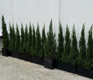 Mua cây sơn tùng noel giá sỉ hcm