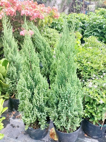 Ý nghĩa của cây sơn tùng noel