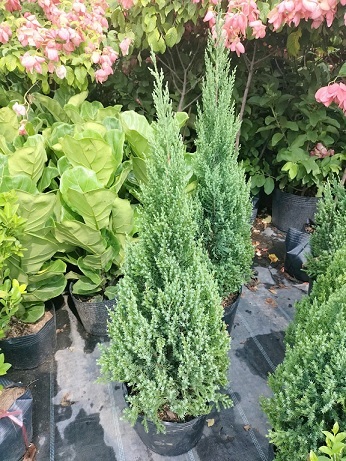 Ý nghĩa của cây sơn tùng noel