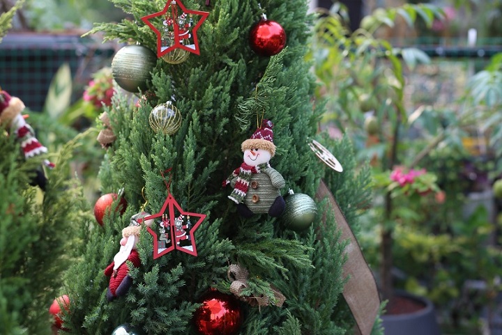 Ý nghĩa của cây sơn tùng noel