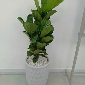 Cây Bàng Singapore Trồng Chậu Nội Thất