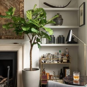 Cây Bàng Singapore Trồng Chậu Nội Thất