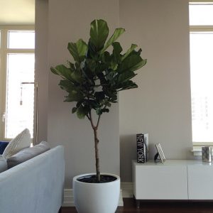 Cây Bàng Singapore Trồng Chậu Nội Thất