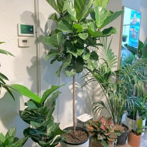 Cây Bàng Singapore Trồng Chậu Nội Thất