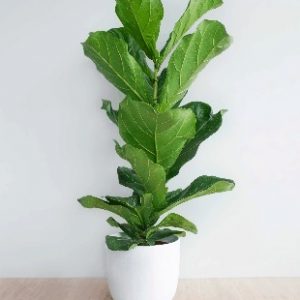 Cây Bàng Singapore Trồng Chậu Nội Thất