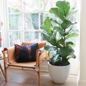 Cây Bàng Singapore Trồng Chậu Nội Thất