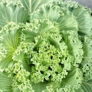 Cây hoa hồng sa mạc (bắp cải hoa hồng)