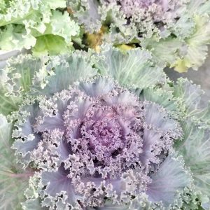 Cây hoa hồng sa mạc (bắp cải hoa hồng)