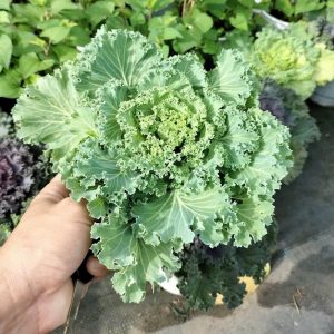 Cây hoa hồng sa mạc (bắp cải hoa hồng)