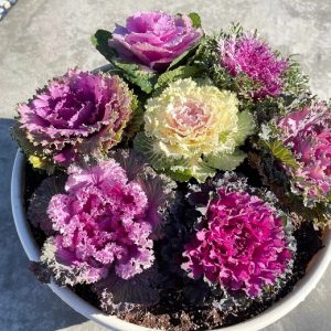 Cây hoa hồng sa mạc (bắp cải hoa hồng)