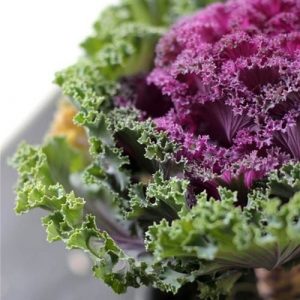 Cây hoa hồng sa mạc (bắp cải hoa hồng)