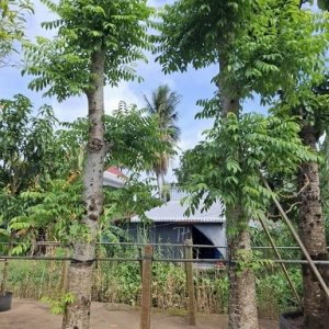 Cây cóc cồ (cóc ta) cổ thụ