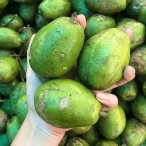 Cây cóc cồ (cóc ta) cổ thụ