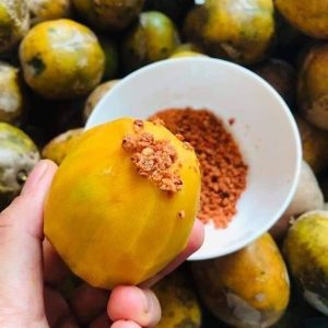 Cây cóc cồ (cóc ta) cổ thụ