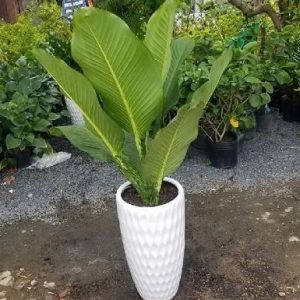 Cây Đại Phú Gia Trang Trí Nội Thất