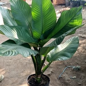 Cây Đại Phú Gia Trang Trí Nội Thất