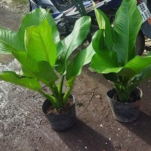 Cây Đại Phú Gia Trang Trí Nội Thất