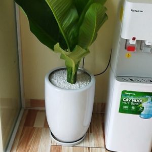 Cây Đại Phú Gia Trang Trí Nội Thất