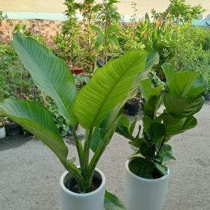Cây Đại Phú Gia Trang Trí Nội Thất