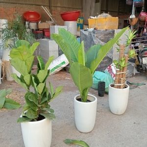 Cây Đại Phú Gia Trang Trí Nội Thất