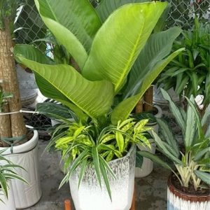 Cây Đại Phú Gia Trang Trí Nội Thất