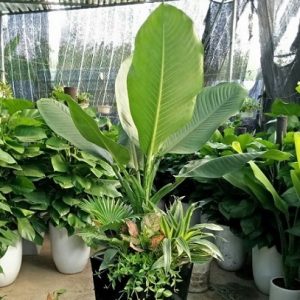 Cây Đại Phú Gia Trang Trí Nội Thất