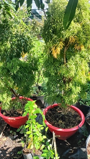 cây đinh lăng lá nhuyễn