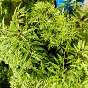 cây đinh lăng lá nhuyễn