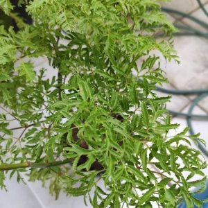 cây đinh lăng lá nhuyễn