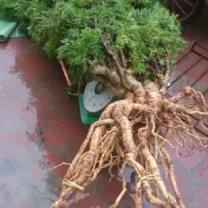 cây đinh lăng lá nhuyễn