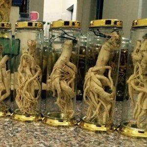 cây đinh lăng lá nhuyễn