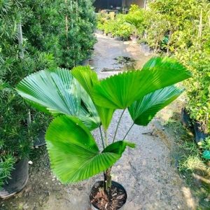 Cây Kè Nhật Trồng Chậu Nội Thất