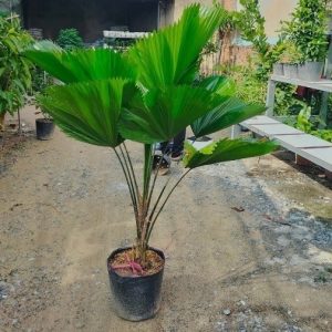 Cây Kè Nhật Trồng Chậu Nội Thất