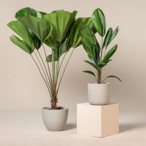 Cây Kè Nhật Trồng Chậu Nội Thất