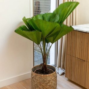 Cây Kè Nhật Trồng Chậu Nội Thất