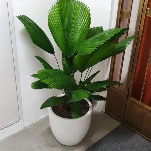 Cây Kè Nhật Trồng Chậu Nội Thất