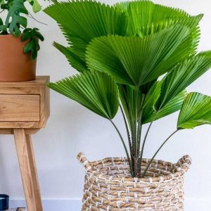 Cây Kè Nhật Trồng Chậu Nội Thất