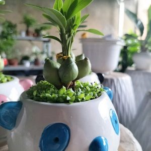 Cây may mắn tài lộc