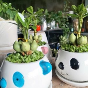 Cây may mắn tài lộc