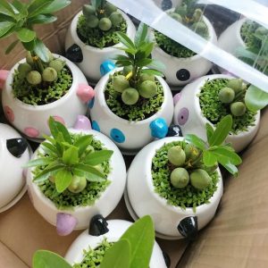 Cây may mắn tài lộc