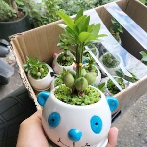 Cây may mắn tài lộc