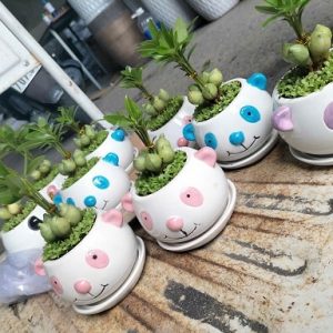 Cây may mắn tài lộc