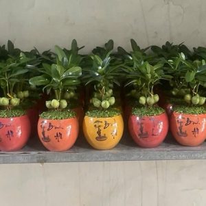 Cây may mắn tài lộc